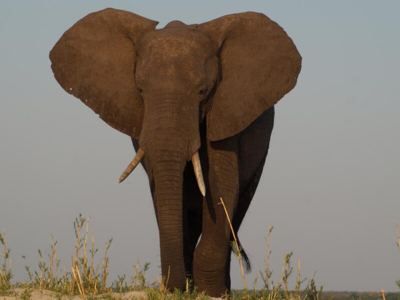 Home elephant.jpeg
