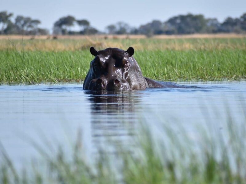 Home hippo