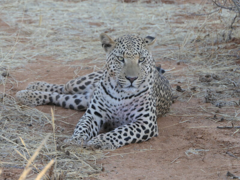 Home leopard