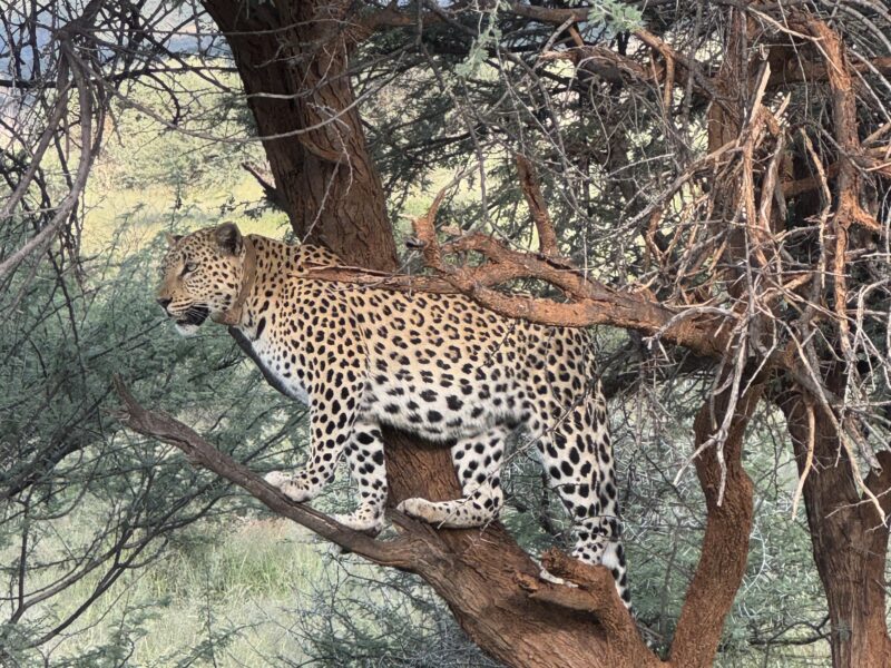 Home leopardtree